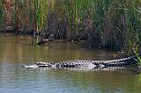 Alligator_43182